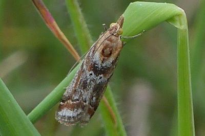 Ancylosis cinnamomella