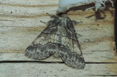 Gluphisia crenata