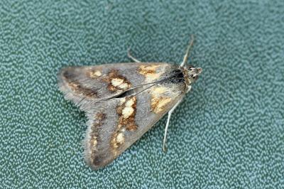 Evergestis marionalis