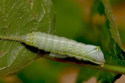Amphipyra pyramidea