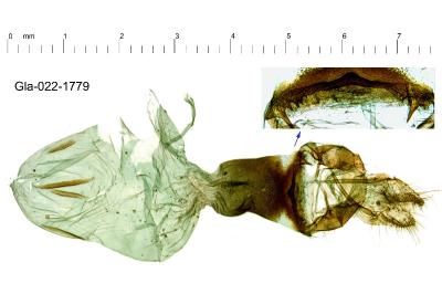 Xestia xanthographa