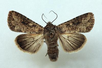 Mythimna languida