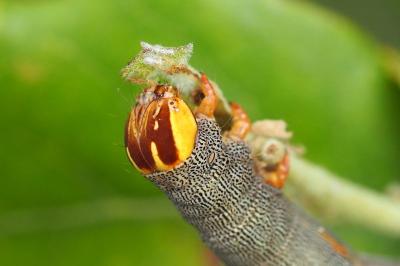 Minucia lunaris