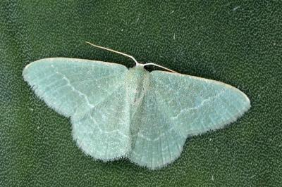 Phaiogramma etruscaria