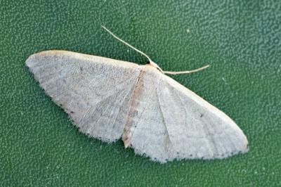 Idaea predotaria