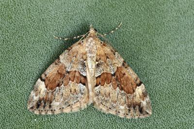 Thera obeliscata