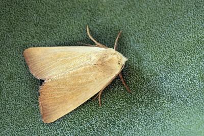 Arenostola phragmitidis
