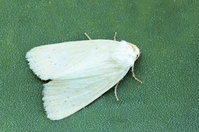 Photedes morrisii