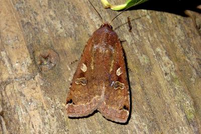 Noctua pronuba