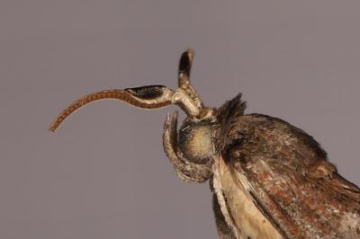 Phycita