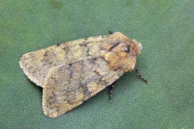 Euxoa culminicola