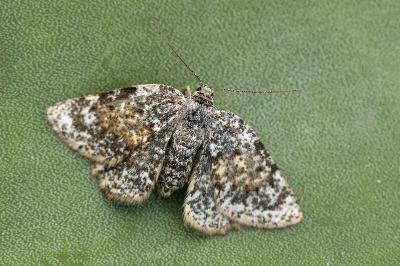 Elophos andereggaria