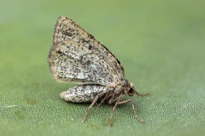 Elophos andereggaria