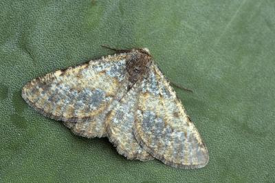 Elophos andereggaria