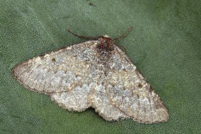 Elophos andereggaria