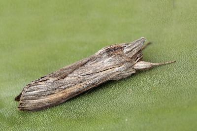 Cucullia umbratica