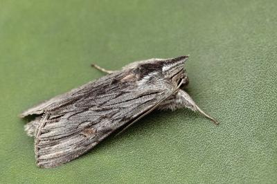 Cucullia lucifuga
