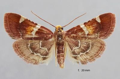 Pyralis sagarrai