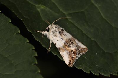 Calophasia opalina
