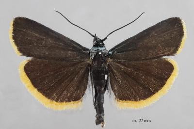 Catastia marginea