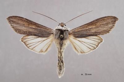 Cucullia umbratica