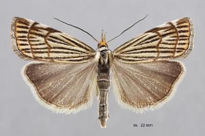 Chrysocramboides craterellus