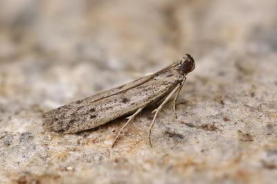 Phycitodes inquinatella