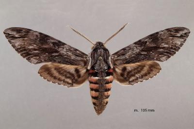 Agrius convolvuli