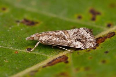 Euchromius cambridgei