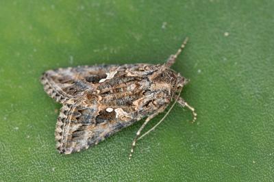 Trichoplusia ni