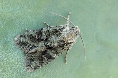Dryobotodes eremita