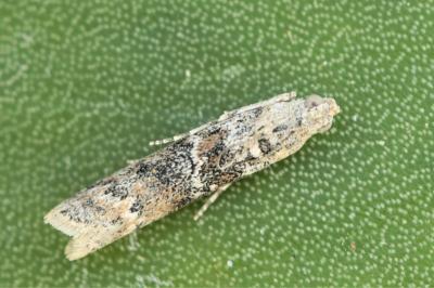 Ancylosis oblitella