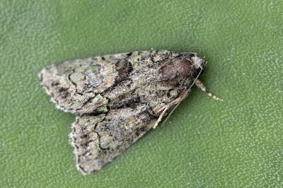 Cryphia pallida