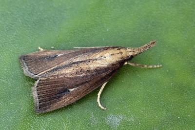 Chilo phragmitellus