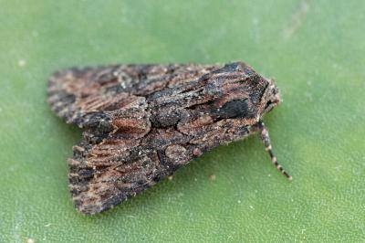 Mniotype adjaciensis