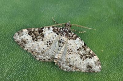 Xanthorhoe sardisjuncta