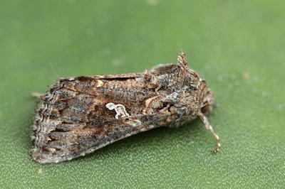 Trichoplusia ni