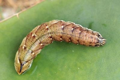 Agrius convolvuli