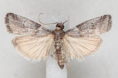 Acrobasis glaucella