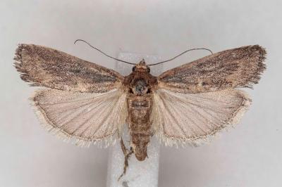 Isauria dilucidella