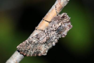 Mniotype adusta