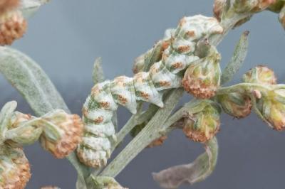 Cucullia absinthii