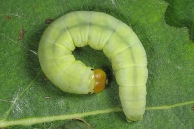Tethea ocularis