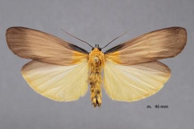 Lithosia quadra