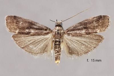 Glyptoteles leucacrinella