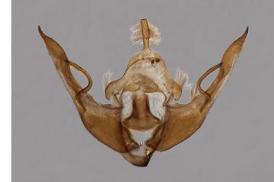 Conistra rubiginosa