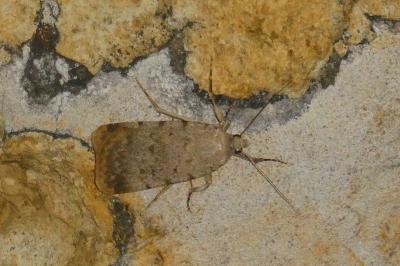 Autophila dilucida