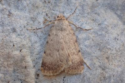 Autophila dilucida