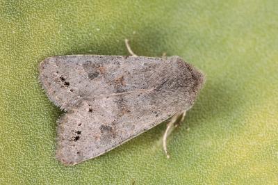 Orthosia populeti