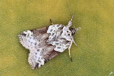 Nycteola siculana